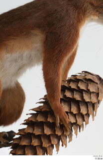 Squirrel  2 hand pine cone 0003.jpg